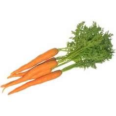 Edible Genera: Daucus carota