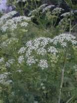 cicutoxin Conium maculatum hemlock, also extremely deadly and is said to