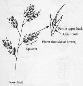 Grass reproductive structures Highly modified flower