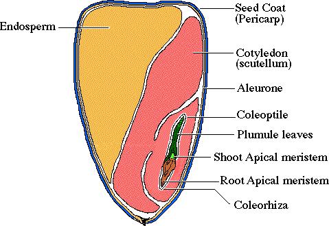 As seed matures, fuses completely to ovary wall=caryopsis (kernel) Ovary wall + seed coat = bran Interior