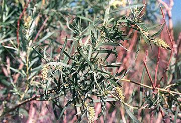 NM Salicaceae Salix
