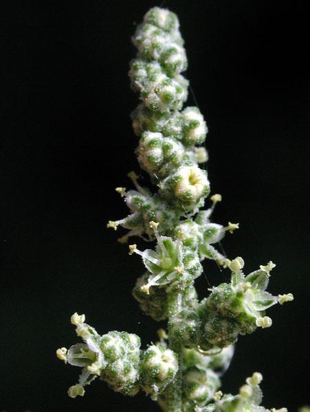 Herbs and shrubs Calyx: 5 Corolla: 0 Stamens: 5