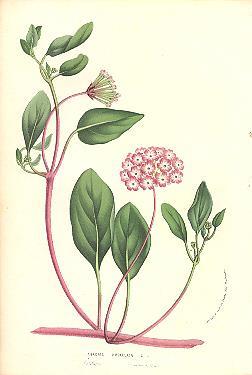 Herbs, shrubs, or trees Calyx: 5 Corolla: 0 Stamens: 5