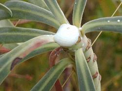 Euphorbiaceae (Spurges) Milky latex Herbs, shrubs and