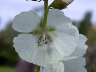 Malvaceae (Mallows) Herbs, shrubs and trees Calyx: 3-5, lower