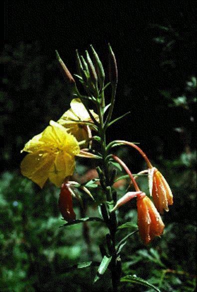 Onagraceae (Evening primroses) Herbs and
