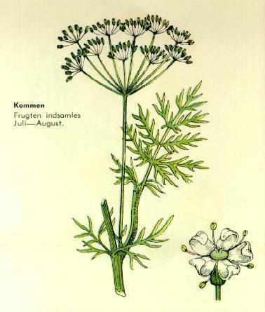 Herbs Calyx: 5 Corolla: 5 Stamens: 5 Carpels: (2),