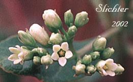Herbs, shrubs and vines Calyx: (5) Corolla: (5) Stamens: 5 Carpels: (2),