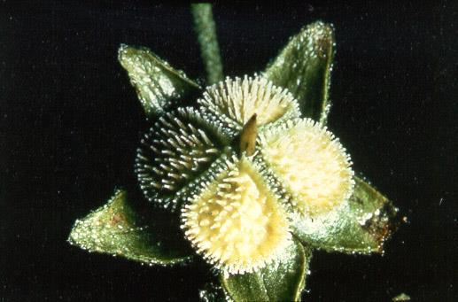 Boraginaceae (Borages)