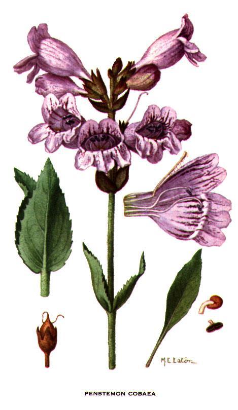 Scrophulariaceae (Figworts)