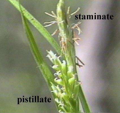 Herbs Calyx: low, unstable number, often reduced to bristles