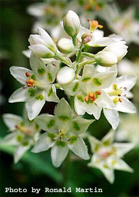 Liliaceae (Lilies) Allium