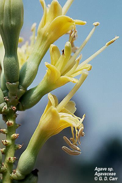 Agavaceae (Agaves)