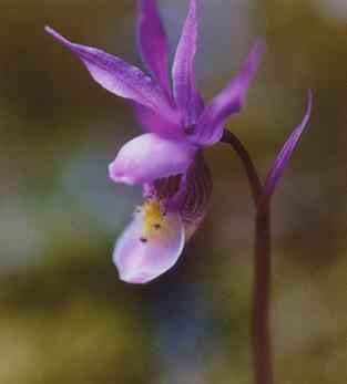 Orchidaceae (Orchids)