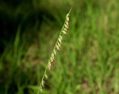 Poaceae (Grasses)