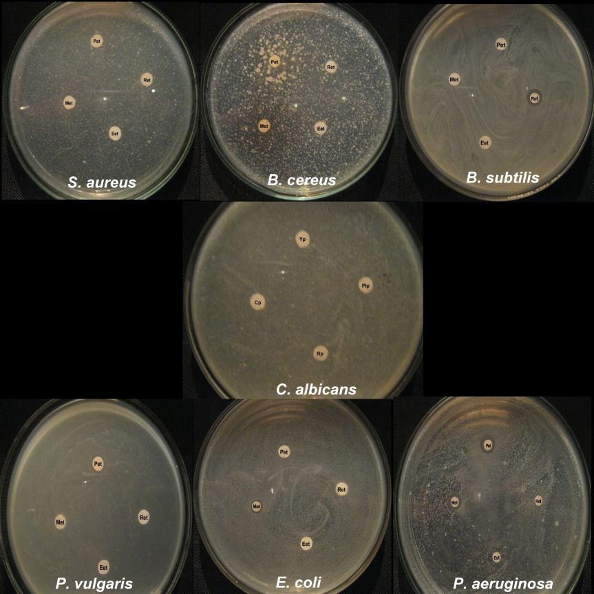 Manjula Rai et al /Int.J.PharmTech Res.2013,5(3) 953 Figure 3: Antimicrobial activity of ethyl acetate fraction of different mushrooms against six bacterial and one fungal pathogen.