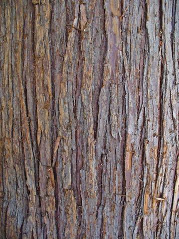 evergreen Arborvitae Thuja occidentalis Bark and Scales: rich in Vitamin C, aromatic Brewed for tea to prevent scurvy and colds Wood: light