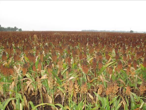Possible causes of blank heads in grain sorghum There are several fields of grain sorghum in different areas of Kansas this year in which the sorghum heads are partially