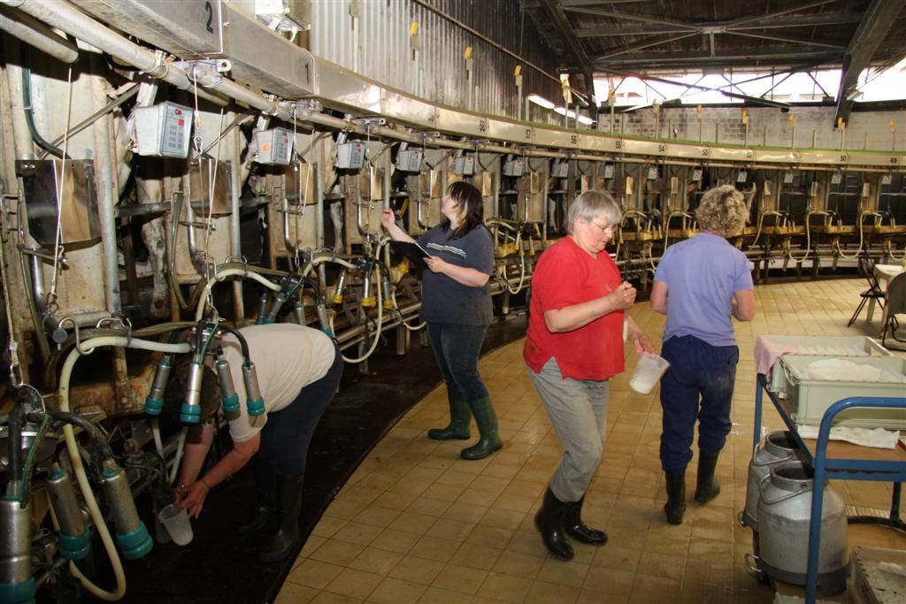 Realizing Milk Recording Herd-PC Identification of the cows via automatic Systems