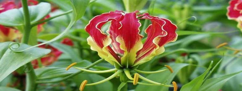 3) Herbal & Medicinal Plants: -Psyllium Seed Husk 5% Senna Leaves (Cassia