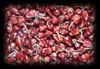 - Pepper Red-Chillies: