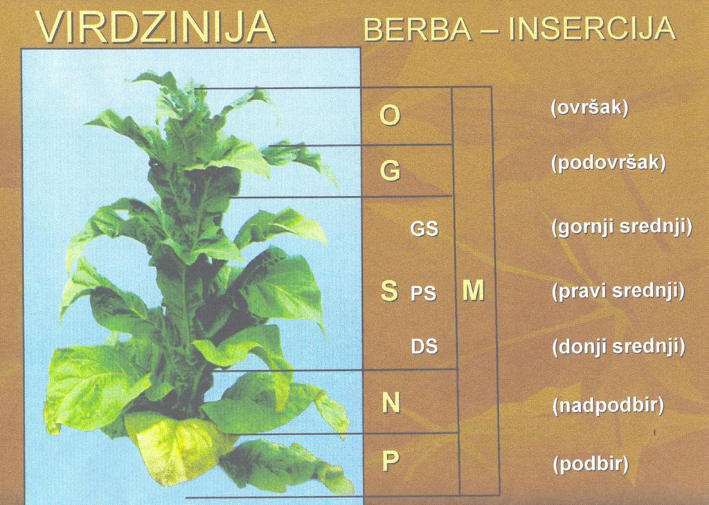 Radojičić, N. (2011): Proizvodnja duvana organizacioni i ekonomski aspekti. Bilten za alternativne biljne vrste, Vol. 43, No. 84, 1-24.