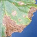 Symptoms On leaves, roughly circular brown spots appear which grow up to 20 mm in diameter. These spots may tear and drop out thereby giving leaves a tattered appearance.