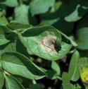 LATE BLIGHT (Irish blight) (Phytophthora infestans) Disease management Crops Potatoes and tomatoes Source and Spread The disease survives on plant residues.