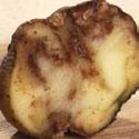 Symptoms Potatoes: Leaves develop large, pale-green areas with indefinite margins which become water- soaked and dark in colour.