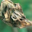 Symptoms Yellow spots develop on the top surface of leaves with a dark, velvety growth of the fungus on the
