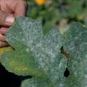 POWDERY MILDEW (Various pathogens) Disease management Susceptible Crops Many vegetable crops Source and Spread Powdery mildew survives on living plant tissue.