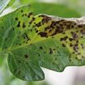 SEPTORIA SPOT (Septoria spp.) Disease management Susceptible Crops Celery, cucurbits and lettuce Source and Spread Crop residues are a common source of infection.