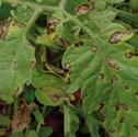 These enlarge, turn brown and become studded with small, black fruiting bodies. Cucurbits: Small brown leaf spots develop which enlarge.