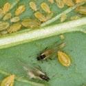 APHIDS (Cabbage aphid and Green peach aphid) (Brevicoryne brassicae and Myzus persicae) PEST management Host Crops Brassicas and tomatoes Description and Life Cycle Cabbage aphid: The cabbage aphid