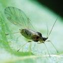 Green peach aphid: Wingless adults are shiny and colours range from pale yellow-green to pinkish red.