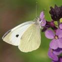 CABBAGE WHITE BUTTERFLY (Pieris rapae) PEST management Host Crops Brassicas Description and Life Cycle The butterfly is cream to yellowish in colour, with distinctive black-tipped forewings and