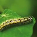 When fully grown, caterpillars are about 30 mm long, velvety green with faint yellow stripes down the back and along each side. Up to 3 generations occur between spring and autumn.