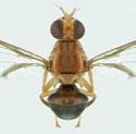 FRUIT FLY (Queensland fruit fly and Mediterranean fruit fly) (Bactrocera tryoni and Ceratitis capitata) PEST management Host Crops Capsicum and tomatoes Description and Life Cycle Queensland fruit