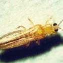 THRIPS (Western flower thrip) (Frankliniella occidentalis) PEST management Crops Most vegetable crops particularly tomatoes, lettuce, potatoes and capsicum Description and Life Cycle Western flower