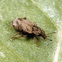 The larvae are small, yellow to green in colour with a flattened slug-like body and a small brown head.