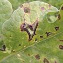 Symptoms Cucurbits: On leaves, small brown circular areas surrounded by a yellowish halo develop, then enlarge to form circular to elongated dark brown to black