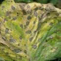 ALTERNARIA LEAF SPOT (Leaf blight) (Alternaria spp.
