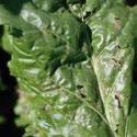 CERCOSPORA LEAF SPOT (Cercospora spp.) Disease management Susceptible Crops Beans, beetroot, carrots and silver beet Source and Spread Survives on crop residues in the soil.