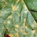 DOWNY MILDEW (Various pathogens) Disease management Susceptible Crops Many vegetable crops Source and Spread The fungus survives on crop residues and weeds.