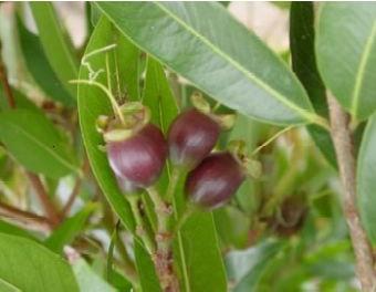 dào,roi,ly) BOTANIC DESCRIPTION Syzygium jambos may be merely a shrub but is generally a tree reaching 7.