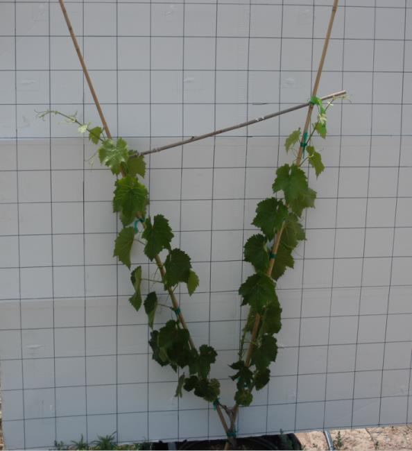 Photo 1 (left): Shoots of a potted Noiret grapevine trained to a V trellis.