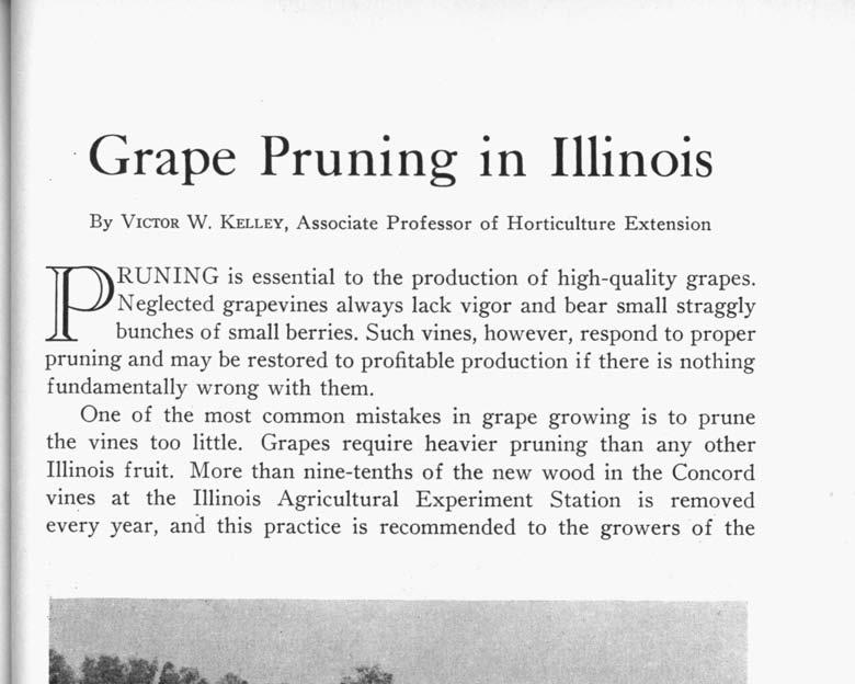 Grape Pruning In Illinois By VICTOR W. KELLEY, Associate Professor of Horticulture Extension RUNING is essential to the production of high-quality grapes.