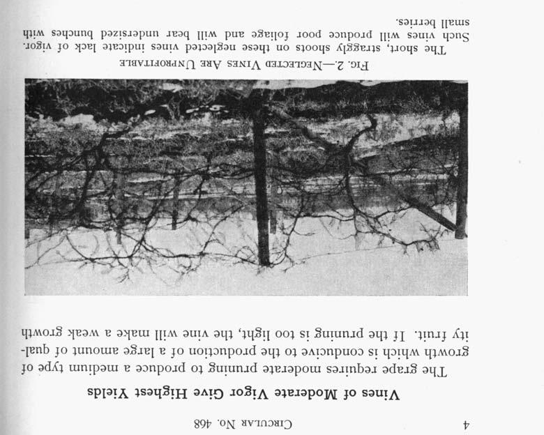If the pruning is too light, the vine will make a weak growth FIG. 2.-NEGLECTED VINES ARE UNPROFITABLE The short, straggly shoots on these neglected vines indicate lack of vigor.