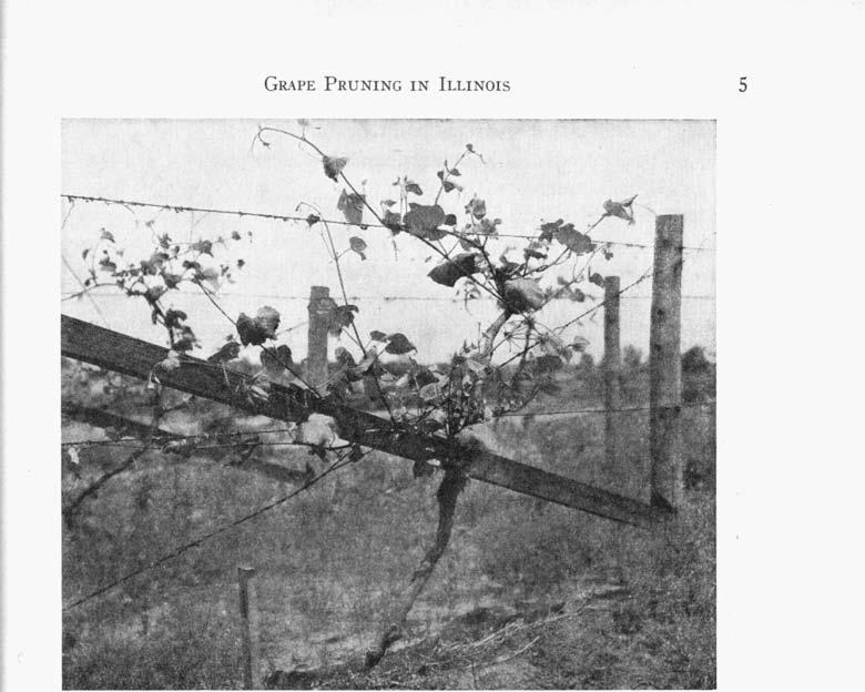 GRAPE PRUNING IN ILLINOIS 5 FIG. 3.