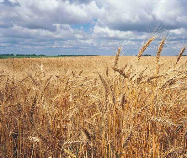 Have you ever been on a wheat farm? If you live in North Dakota, there s a good chance you have since there are thousands of wheat farms in the state.